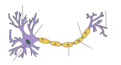 At one end of an elongated structure is a branching mass. At the centre of this mass is the nucleus and the branches are dendrites. A thick axon trails away from the mass, ending with further branching which are labeled as axon terminals. Along the axon are a number of protuberances labeled as myelin sheaths.