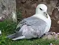 Northern Fulmar scotland RWD1.jpg