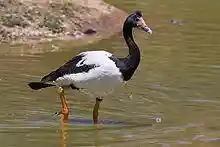 Magpie goose.jpg