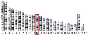 Chromosome 11 (human)
