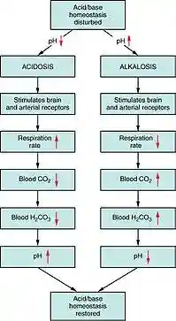 2714 Respiratory Regulation of Blood.jpg