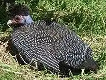 Kenya Crested Guineafowl.jpg