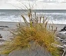 Pingao Tauperikaka.jpg