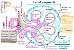 Renal corpuscle-en.svg