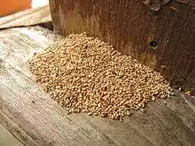 A dense pile of termite faecal pellets, about 10 centimeters by 20 centimeters by several centimeters in height, which have accumulated on a wooden shelf from termite activity somewhere above the frame of this photograph.