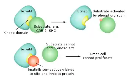 Mechanism of action of imatinib