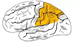 Gray726 parietal lobe.png