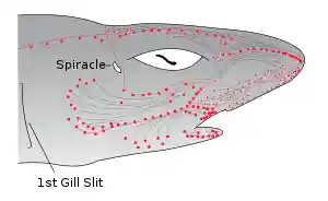 Drawing of shark head.