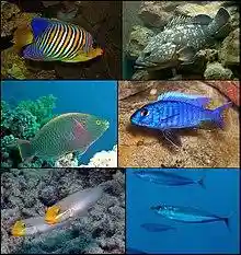 Perciformes collage.jpg