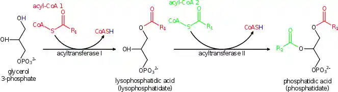 Phosphatidic acid synthesis
