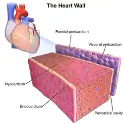 Blausen 0470 HeartWall.png