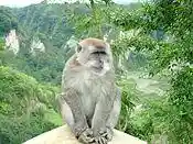 Ngarai Sianok sumatran monkey.jpg