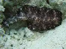 Bedford's Flatworm.jpg