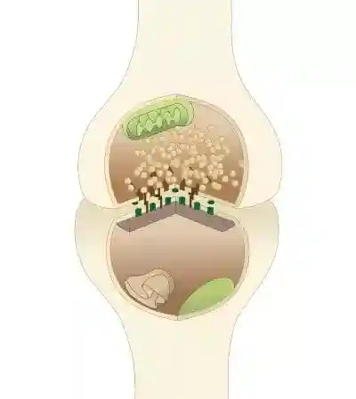 An illustrated chemical synapse