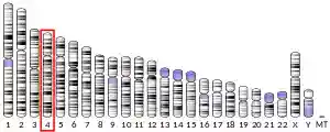 Chromosome 4 (human)