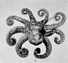 Octopus horridus.jpg