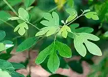 Sassafras Leaves June Nbg (261691941).jpeg
