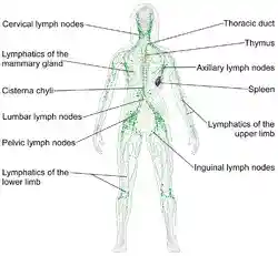 Blausen 0623 LymphaticSystem Female.png