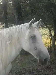 Juments lusitaniennes 11.jpg