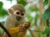 Common squirrel monkey