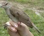 Acrocephalus arundinaceus adult NRM.jpg