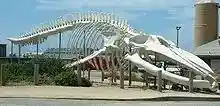 Blue whale skeleton outside the Long Marine Laboratory of the University of California, Santa Cruz.