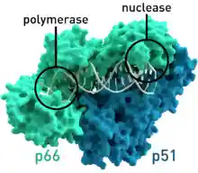 Reverse transcriptase 3KLF labels.png