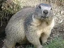 Marmota marmota Alpes2.jpg