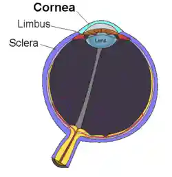 Cornea.png
