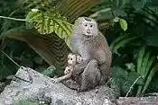 Macaca leonina mother with baby - Khao Yai.jpg