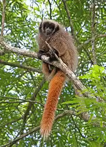 Callicebus nigrifrons Minas Gerais.jpg