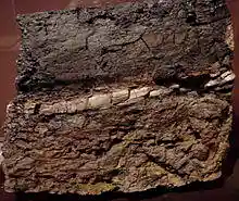 A dark brown slab of rock with a whitish stripe across the middle