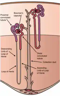 Kidney Nephron.png