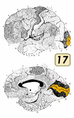 Brodmann Cytoarchitectonics 17.png