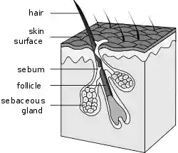 Hair follicle-en.svg