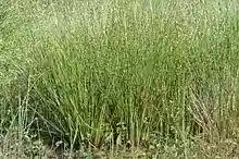 Juncus.conglomeratus.2.jpg