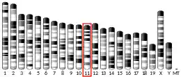 Chromosome 11 (mouse)
