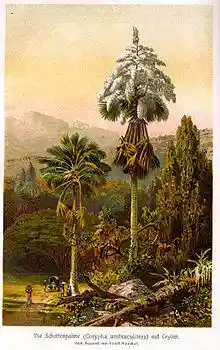 Corypha umbraculifera 1913.jpg