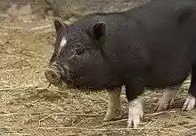 Sus scrofa domesticus, miniature pig, juvenile.jpg