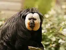 Pithecia pithecia.jpg