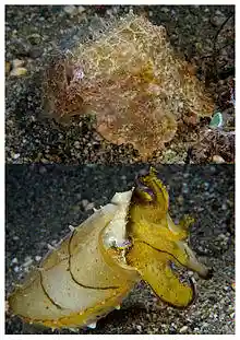 Two cuttlefish with dramatically different coloration