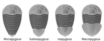 Trilobite Pygidia types.png
