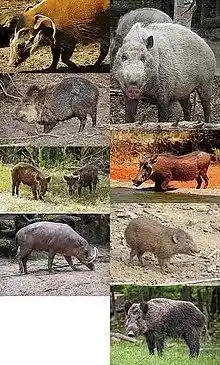 Suborder Suina 8 species.jpg