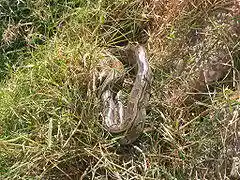 snake in grass