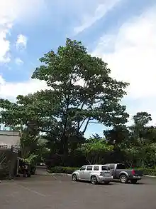 Ochroma pyramidale Maui.jpg