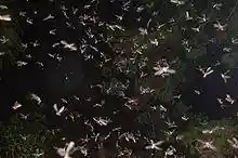 Hundreds of winged termite reproductives swarming after a summer rain, filling the field of the photograph.
