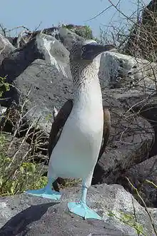 Blue-footed Booby (Sula nebouxii) -one leg raised.jpg