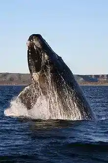 Southern right whale