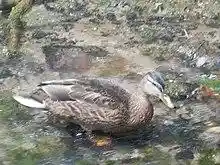 A brown duck in a fast-flowing stream.
