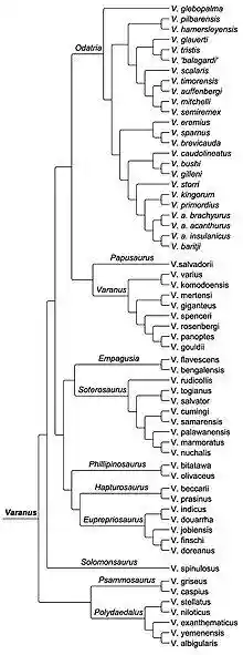 Varanus phylogeny Brennan 2020.jpg